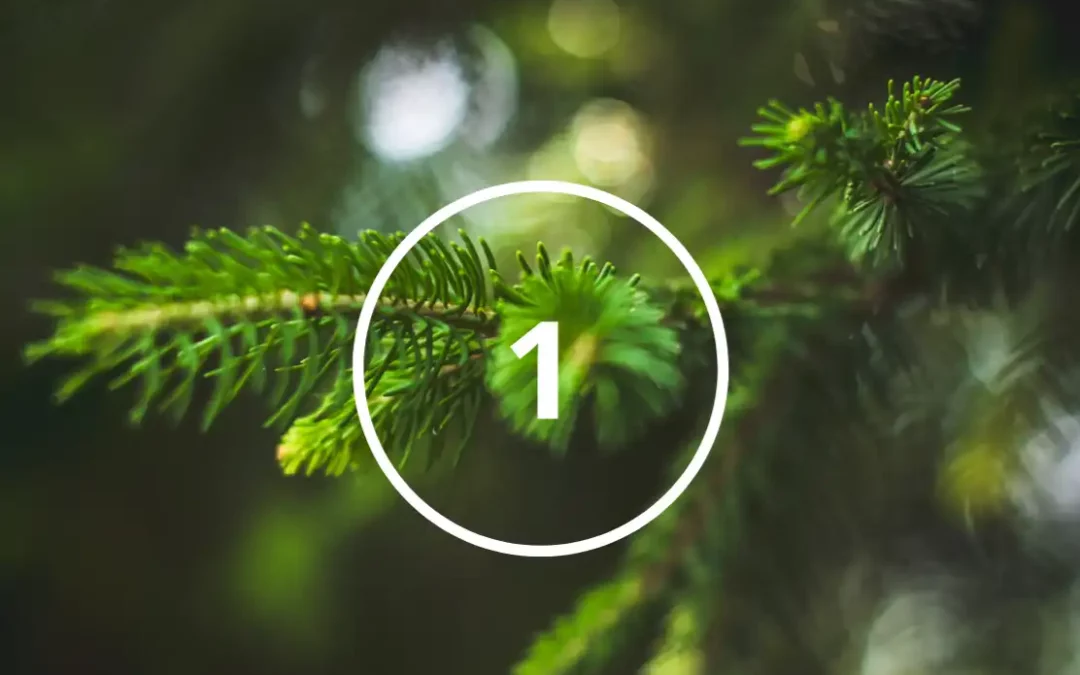 photo de sapin avec le numéro 1