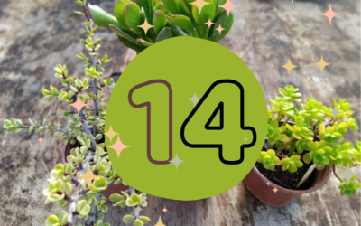 Calendrier du solstice – jour 14