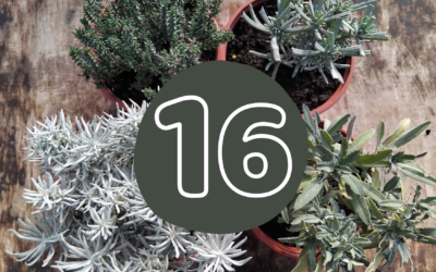 Calendrier du solstice – jour 16