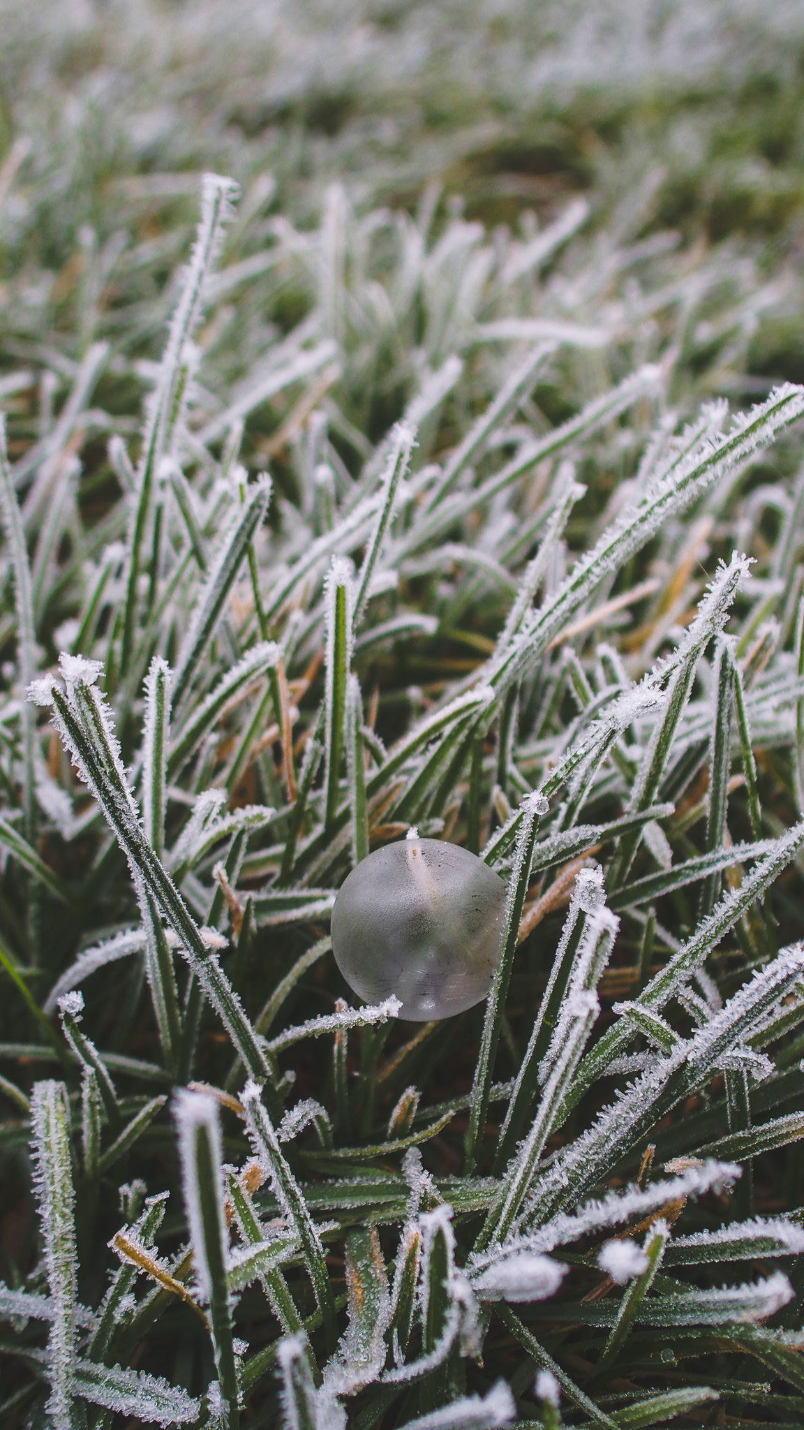 Image d'herbe givrée pour faire un fond d'écran de smartphone