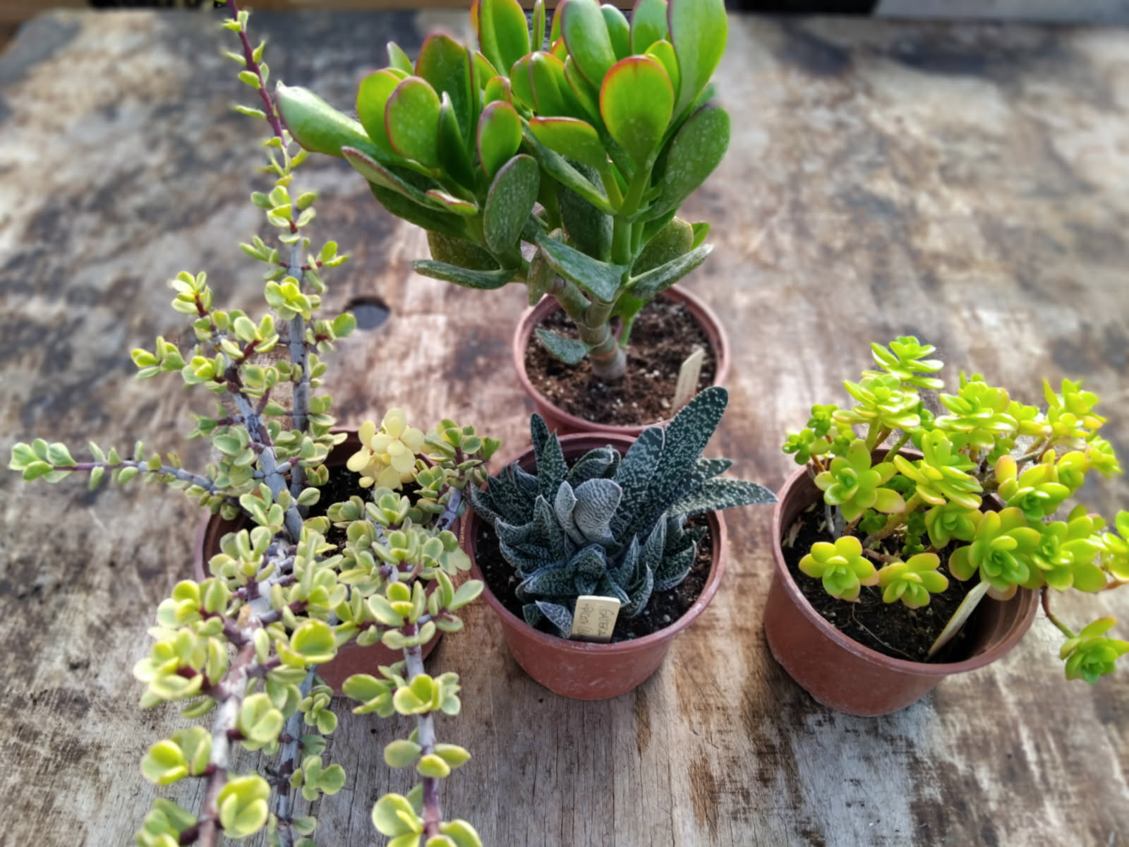 plantesgrasses Plusieurs plantes grasses